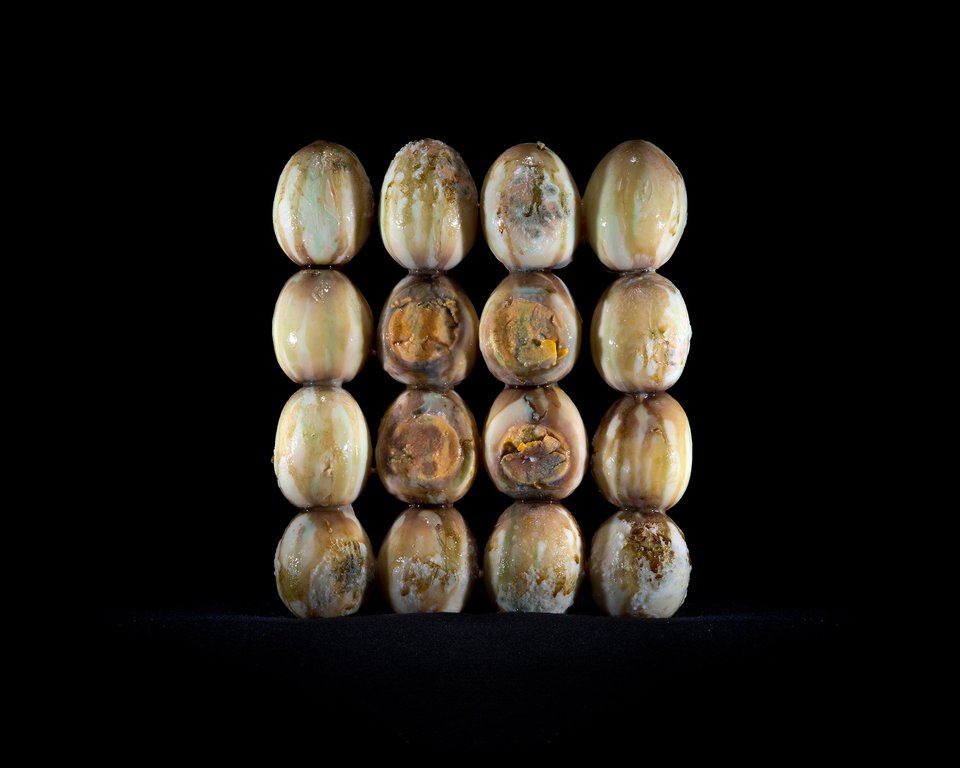 Η ομορφιά της αποσύνθεσης: Φωτογράφος απαθανατίζει φαγητά καθώς μουχλιάζουν [εικόνες] | iefimerida.gr 0