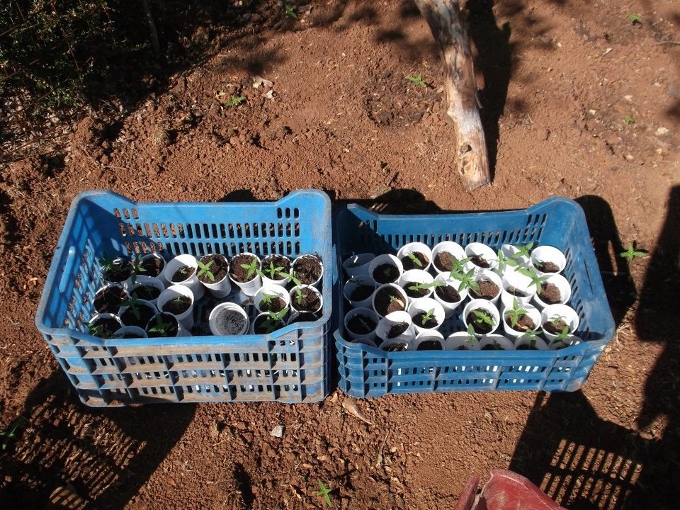 Ρέθυμνο: Εντοπίστηκαν 3 φυτείες κάνναβης - Η ΕΛΑΣ ξερίζωσε 1097 δενδρύλλια [εικόνες] | iefimerida.gr 0