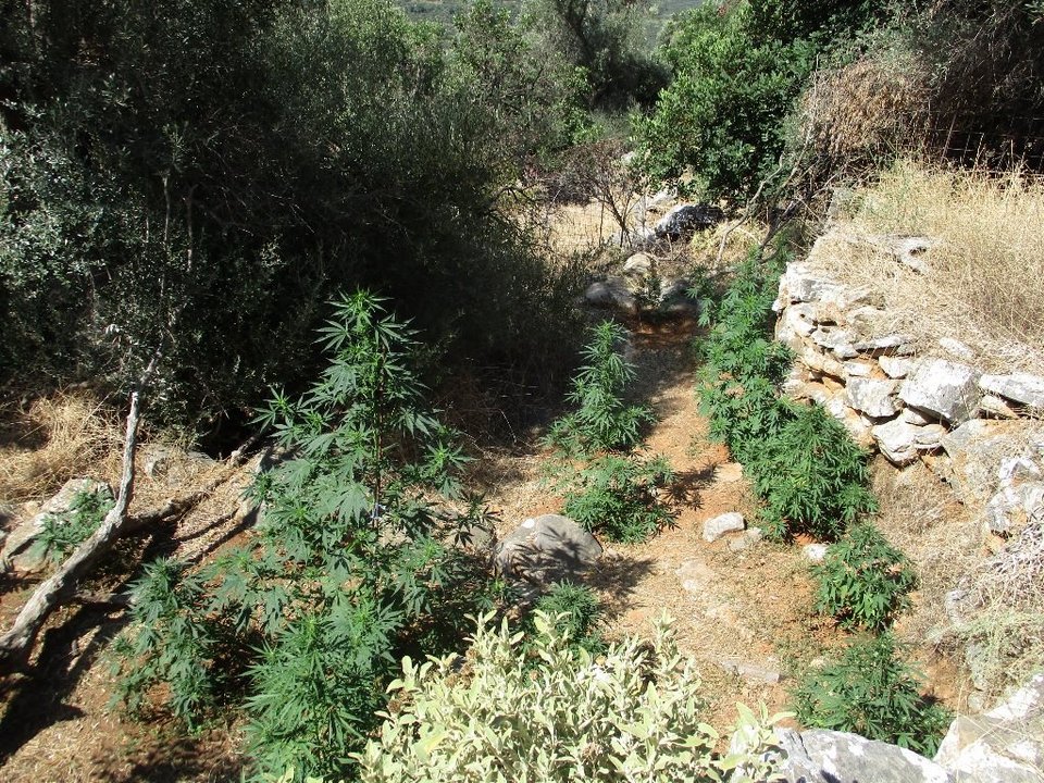 Ρέθυμνο: Εντοπίστηκαν 3 φυτείες κάνναβης - Η ΕΛΑΣ ξερίζωσε 1097 δενδρύλλια [εικόνες] | iefimerida.gr 1