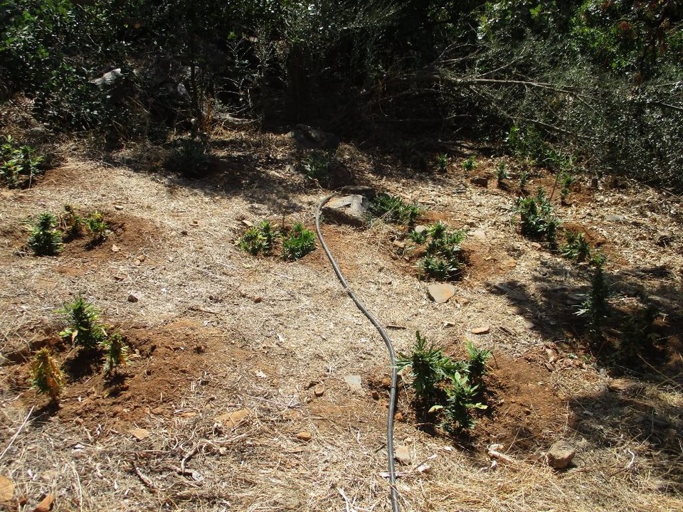 Ρέθυμνο: Εντοπίστηκαν 3 φυτείες κάνναβης - Η ΕΛΑΣ ξερίζωσε 1097 δενδρύλλια [εικόνες] | iefimerida.gr 3