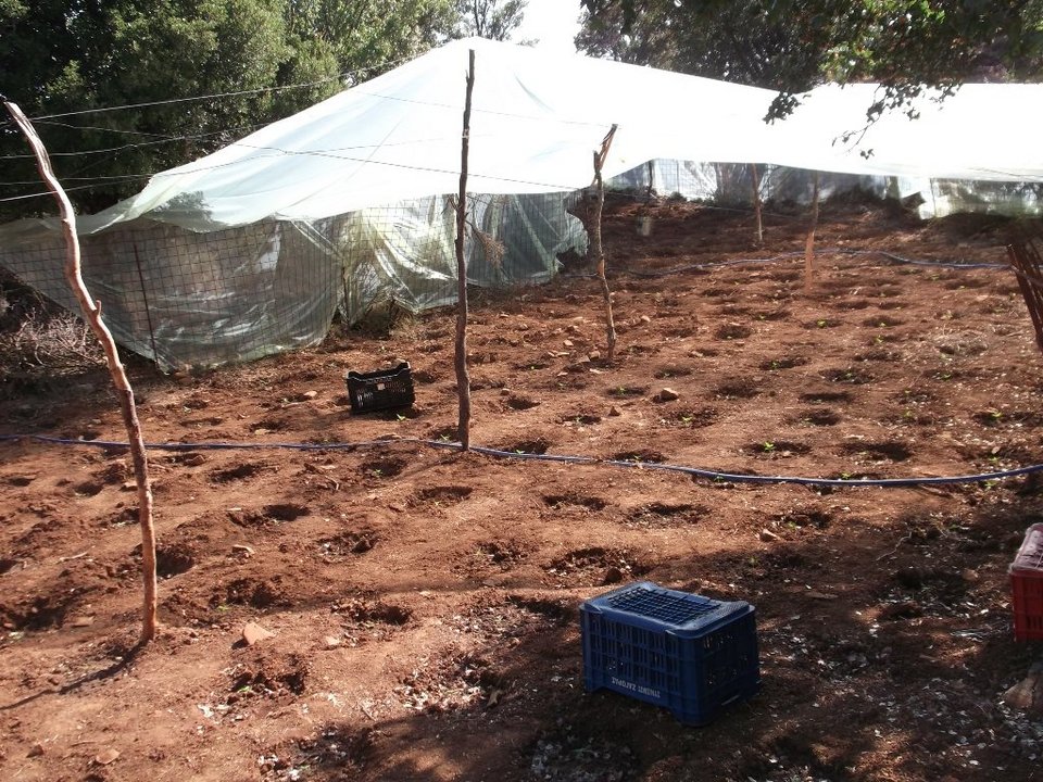 Ρέθυμνο: Εντοπίστηκαν 3 φυτείες κάνναβης - Η ΕΛΑΣ ξερίζωσε 1097 δενδρύλλια [εικόνες] | iefimerida.gr 4