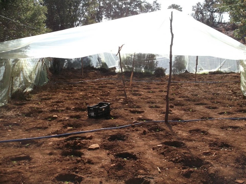 Ρέθυμνο: Εντοπίστηκαν 3 φυτείες κάνναβης - Η ΕΛΑΣ ξερίζωσε 1097 δενδρύλλια [εικόνες] | iefimerida.gr 5