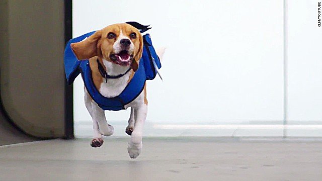 Αυτός είναι ο σκύλος που προσέλαβε η KLM -Ενας πανέμορφος... Σέρλοκ Χολμς [εικόνες&βίντεο]  | iefimerida.gr 1