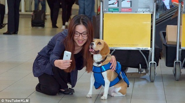 Αυτός είναι ο σκύλος που προσέλαβε η KLM -Ενας πανέμορφος... Σέρλοκ Χολμς [εικόνες&βίντεο]  | iefimerida.gr 0