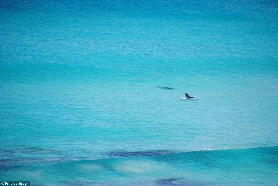 Καρχαρίας τριών μέτρων επιτίθεται σε σέρφερ στην Αυστραλία: Καρέ καρέ η καταδίωξη [εικόνες] | iefimerida.gr 2