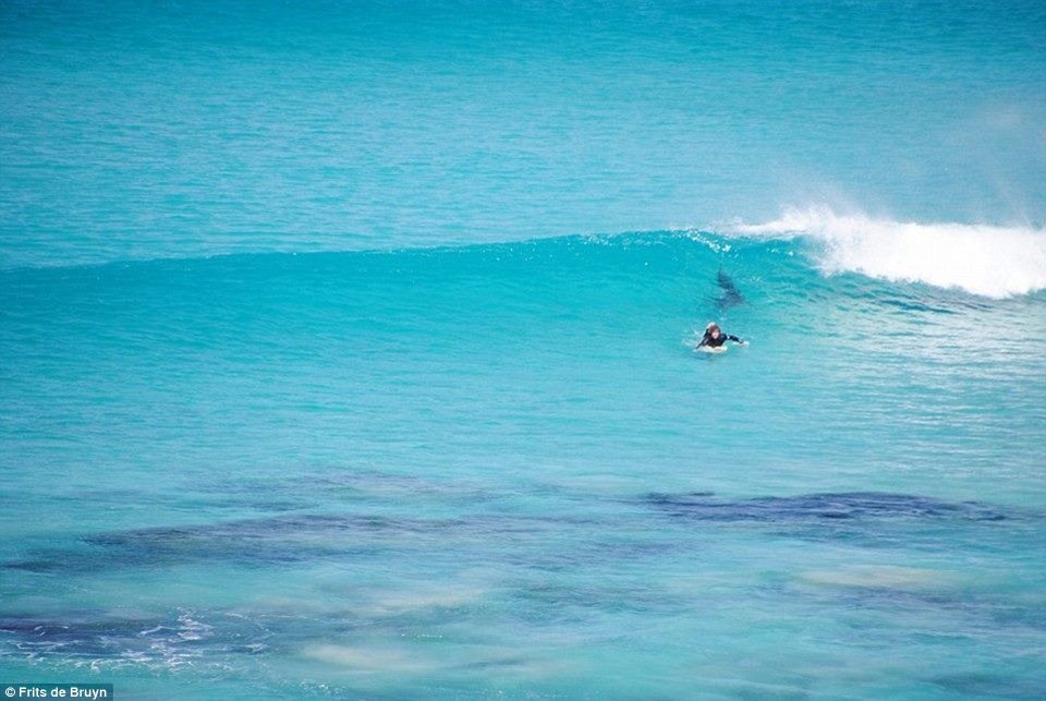 Καρχαρίας τριών μέτρων επιτίθεται σε σέρφερ στην Αυστραλία: Καρέ καρέ η καταδίωξη [εικόνες] | iefimerida.gr 3
