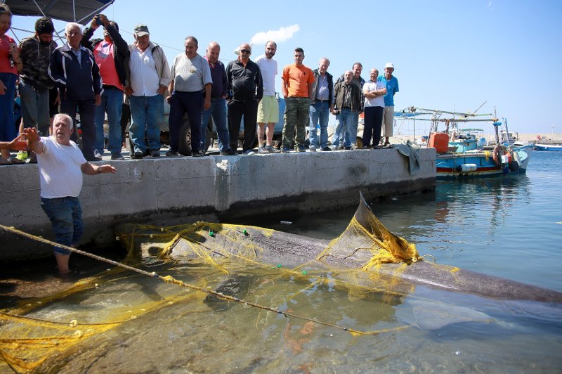 Καρχαρίας 7,5 μέτρων στα δίχτυα ψαρά στη Λέσβο [εικόνες] | iefimerida.gr 3