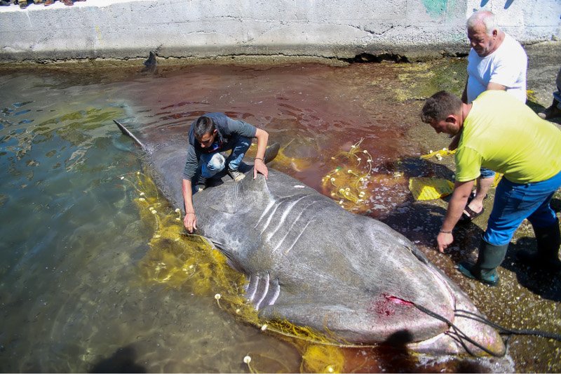 Καρχαρίας 7,5 μέτρων στα δίχτυα ψαρά στη Λέσβο [εικόνες] | iefimerida.gr 1