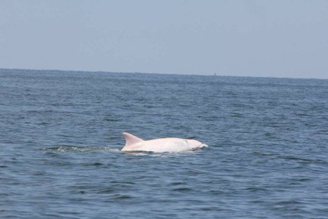 Εντοπίστηκε δελφίνι - αλμπίνο στην Αδριατική [εικόνες] | iefimerida.gr 3