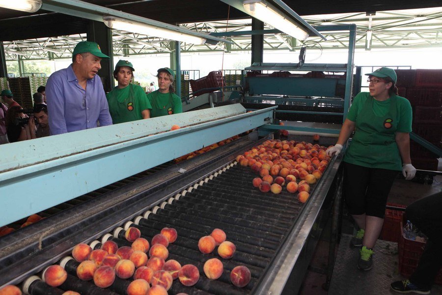 Ο Σταύρος Θεοδωράκης σε ρόλο... αγρότη - Συσκεύασε ροδάκινα στο Βελβεντό Κοζάνης [εικόνες] | iefimerida.gr 0