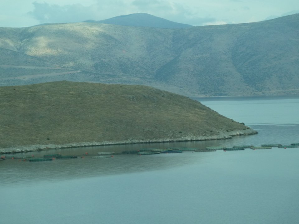 Ποια είδη όμως εκτρέφονται; Σύμφωνα με τον ίδιο, στις ελληνικές θάλασσες εκτρέφονται μεσογειακά είδη, τσιπούρα και λαβράκι κατά κύριο λόγο, και σε μικρότερο ποσοστό φαγκρί, κρανιός, μυτάκι, συναγρίδα κ.α.