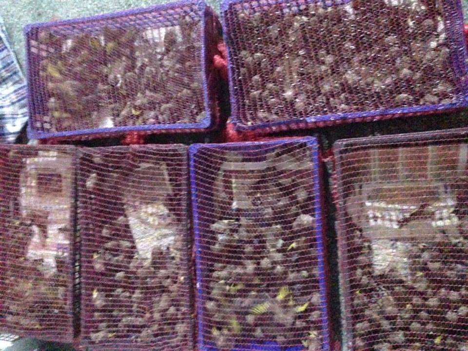 Σύλληψη λαθρεμπόρων στον Πειραιά για παράνομη διακίνηση 330 πτηνών [εικόνες] | iefimerida.gr 3