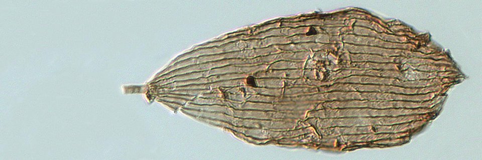 Ανακάλυψαν απολιθώματα πεταλούδας τουλάχιστον 200 εκατ. ετών [εικόνα] | iefimerida.gr 0