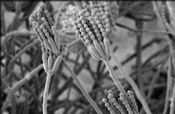 Αυτά είναι τα 10 σημαντικότερα νέα είδη που ανακαλύφθηκαν στη Γη μέσα στο 2013 [εικόνες] | iefimerida.gr 4