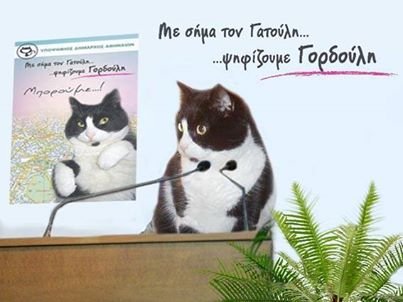 Γορδούλης: Αυτός ο γάτος είναι υποψήφιος δήμαρχος Αθήνας και κάνει ήδη θραύση – Μότο του «ζήσε και άσε τους άλλους να γαβγίζουν» [εικόνες] | iefimerida.gr 1