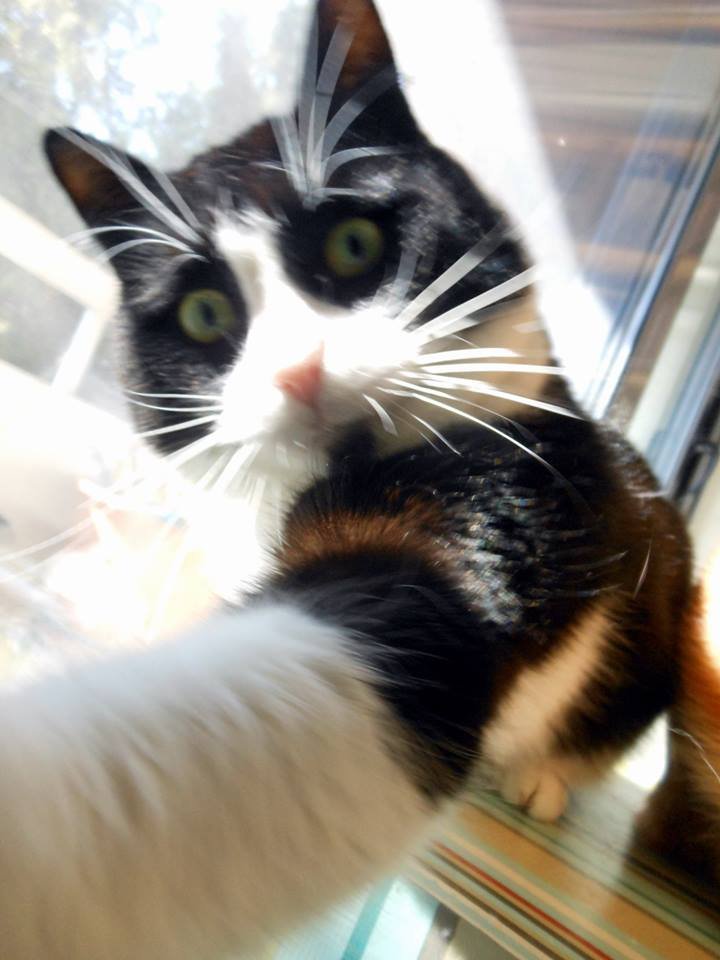 Γορδούλης: Αυτός ο γάτος είναι υποψήφιος δήμαρχος Αθήνας και κάνει ήδη θραύση – Μότο του «ζήσε και άσε τους άλλους να γαβγίζουν» [εικόνες] | iefimerida.gr 4