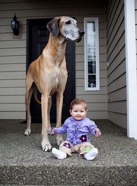 Ιστορίες αγάπης και ύπνου που κάνουν το γύρο του Διαδικτύου -Πιτσιρίκια που μεγαλώνουν με σκυλιά [εικόνες] | iefimerida.gr 9