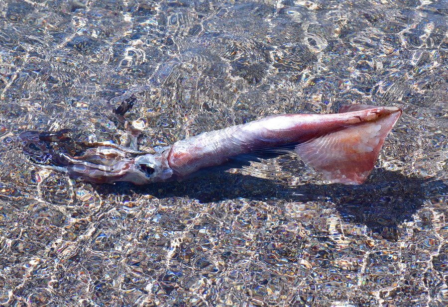 Καλαμάρι-γίγα ενός μέτρου έπιασαν κολυμβητές στο Ναύπλιο [εικόνες] | iefimerida.gr 0