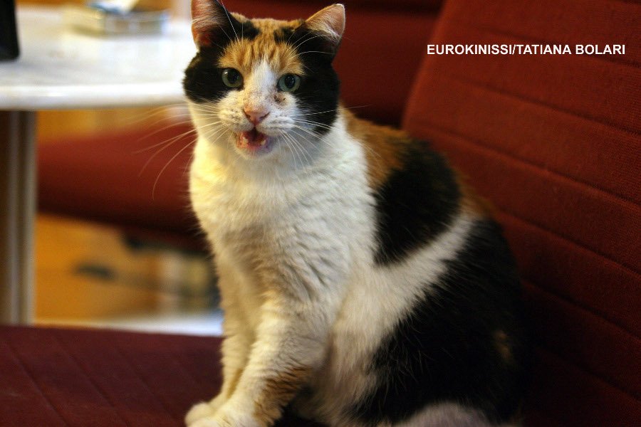 Ρεγγίνα: Η αθηναϊκή γάτα που έγινε μασκότ της ΓΣΕΕ και παρακολουθεί κάθε κρίσιμη συνεδρίαση [εικόνες] | iefimerida.gr 1