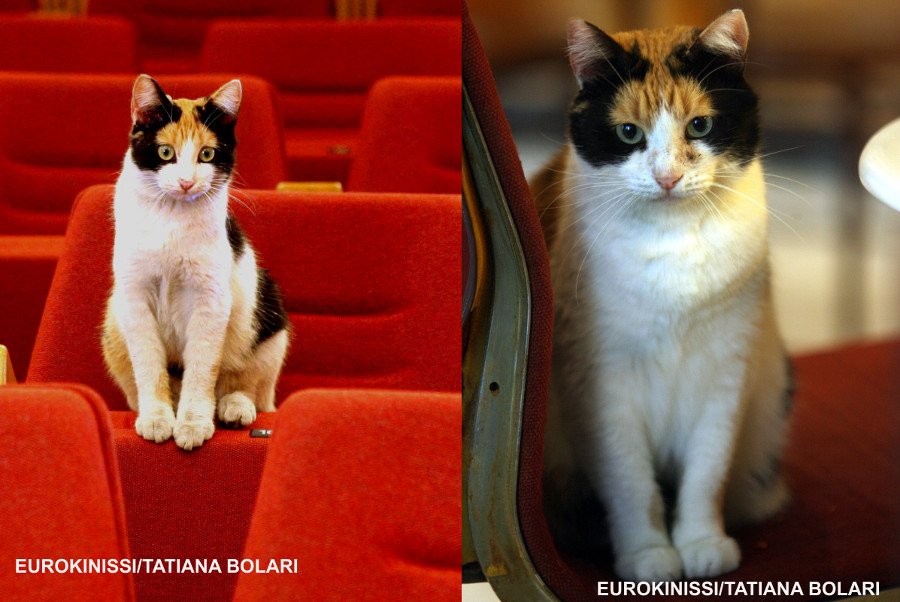 Ρεγγίνα: Η αθηναϊκή γάτα που έγινε μασκότ της ΓΣΕΕ και παρακολουθεί κάθε κρίσιμη συνεδρίαση [εικόνες] | iefimerida.gr 0