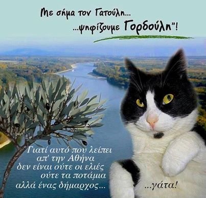 Γορδούλης: Αυτός ο γάτος είναι υποψήφιος δήμαρχος Αθήνας και κάνει ήδη θραύση – Μότο του «ζήσε και άσε τους άλλους να γαβγίζουν» [εικόνες] | iefimerida.gr 2