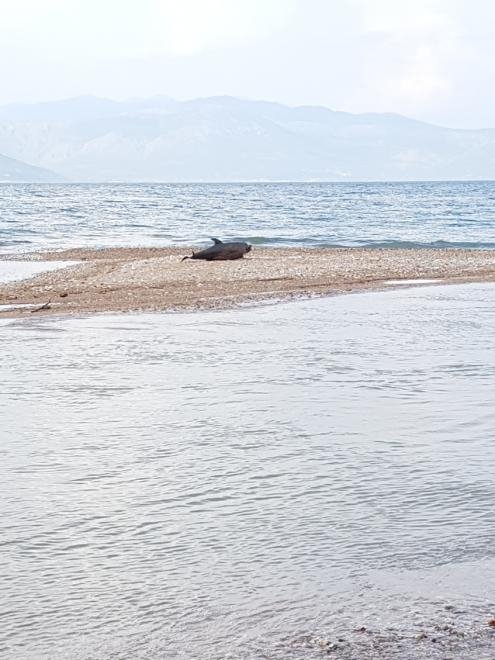 Νεκρό δελφίνι σε ακτή του Αιγίου [εικόνα] | iefimerida.gr 0