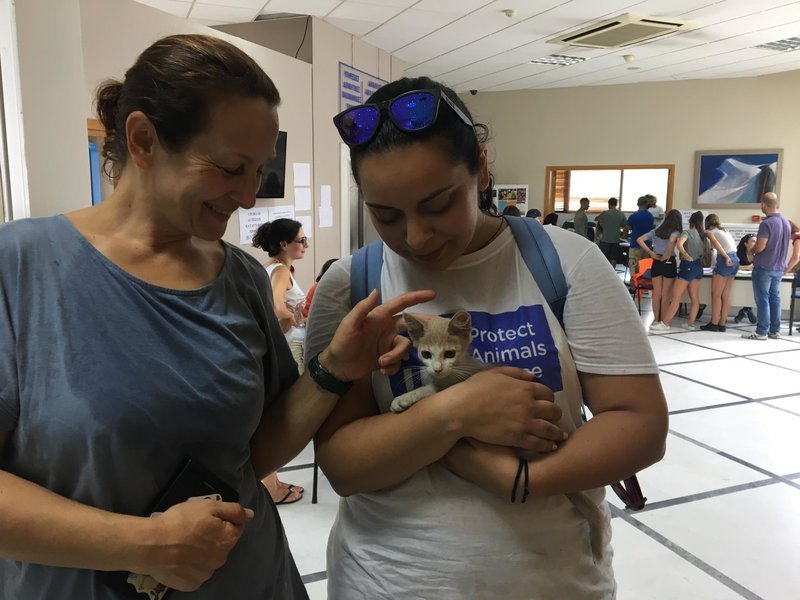 Η Protect Animals Greece καλύπτει τα έξοδα για την προετοιμασία υιοθεσίας των πυρόπληκτων ζώων | iefimerida.gr 0