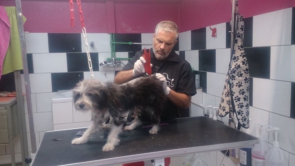 Αίσιο τέλος για το «Χάτσικο» των Ιωαννίνων -Βρήκε νέα οικογένεια [εικόνες] | iefimerida.gr 2