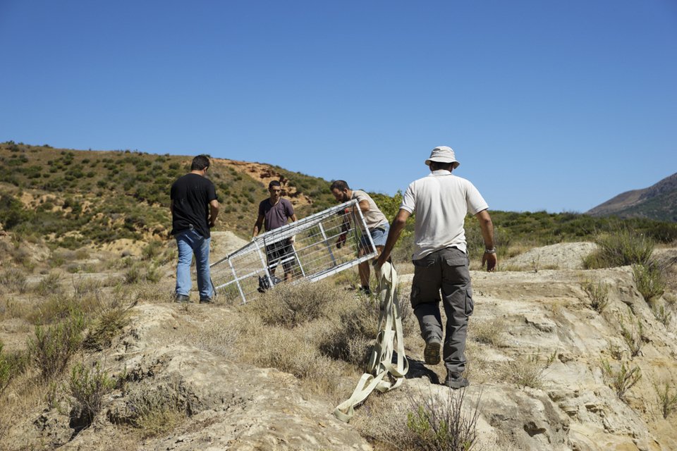 Ο Σήφης ο κροκόδειλος δεν τρώει κοτόπουλο -Νέα επιχείρηση για την παγίδευσή του [εικόνες] | iefimerida.gr 5