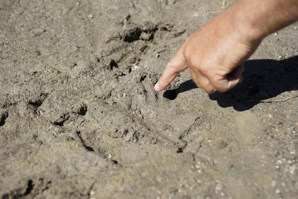 Ο Σήφης ο κροκόδειλος δεν τρώει κοτόπουλο -Νέα επιχείρηση για την παγίδευσή του [εικόνες] | iefimerida.gr 7