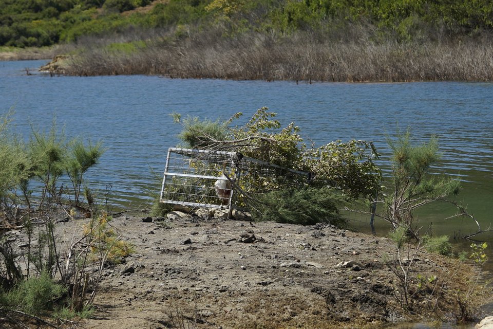 Ο Σήφης ο κροκόδειλος δεν τρώει κοτόπουλο -Νέα επιχείρηση για την παγίδευσή του [εικόνες] | iefimerida.gr 10