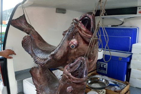 Πελώριοι βλάχοι 25 και 17 κιλών σε παραγάδι στην Αλόννησο -Πόλος έλξης για τους τουρίστες τα τεράστια ψάρια [εικόνες] | iefimerida.gr 5