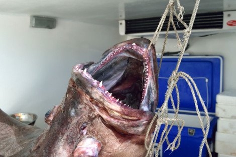 Πελώριοι βλάχοι 25 και 17 κιλών σε παραγάδι στην Αλόννησο -Πόλος έλξης για τους τουρίστες τα τεράστια ψάρια [εικόνες] | iefimerida.gr 0