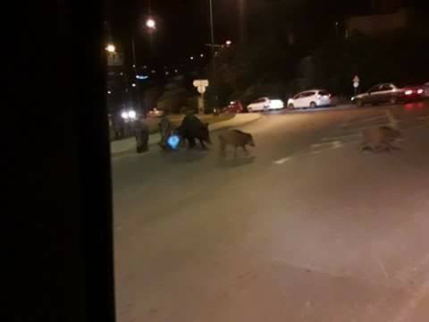 Θεσσαλονίκη: Αγριογούρουνα κάνουν... βόλτα στο Πανόραμα [εικόνες]  | iefimerida.gr 0