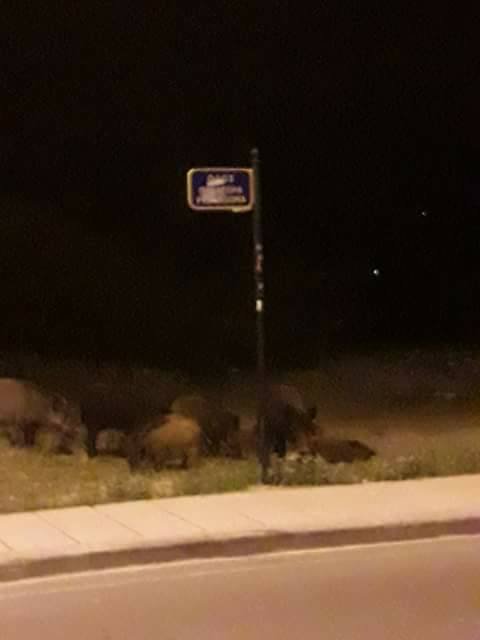 Θεσσαλονίκη: Αγριογούρουνα κάνουν... βόλτα στο Πανόραμα [εικόνες]  | iefimerida.gr 2