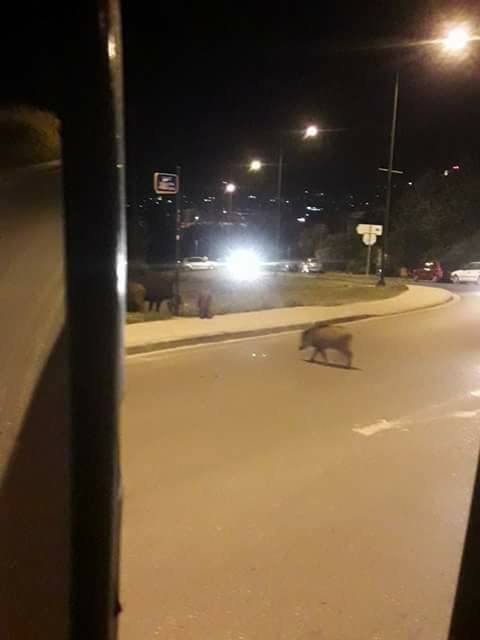 Θεσσαλονίκη: Αγριογούρουνα κάνουν... βόλτα στο Πανόραμα [εικόνες]  | iefimerida.gr 1