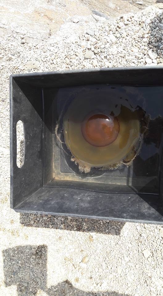 Τεράστιες μέδουσες εμφανίστηκαν και στην Κρήτη [εικόνα] | iefimerida.gr 0