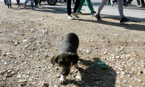 Ενας νέος «Λουκάνικος»: Ο σκύλος-μασκότ των μαθητικών διαδηλώσεων στο Αργος [εικόνες] | iefimerida.gr 5