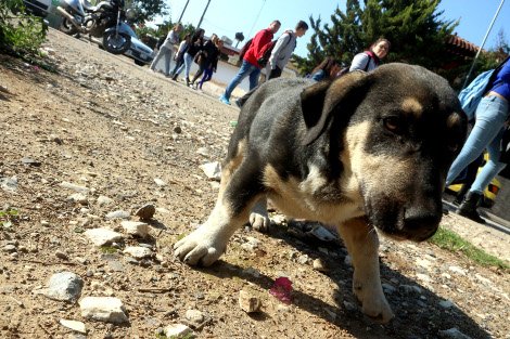 Ενας νέος «Λουκάνικος»: Ο σκύλος-μασκότ των μαθητικών διαδηλώσεων στο Αργος [εικόνες] | iefimerida.gr 3