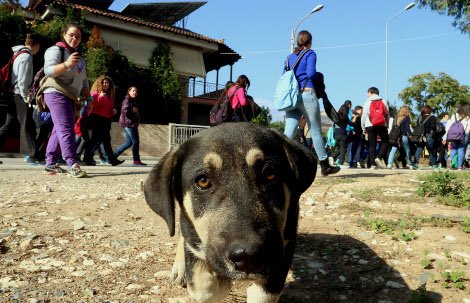 Ενας νέος «Λουκάνικος»: Ο σκύλος-μασκότ των μαθητικών διαδηλώσεων στο Αργος [εικόνες] | iefimerida.gr 1