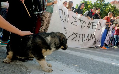 Ενας νέος «Λουκάνικος»: Ο σκύλος-μασκότ των μαθητικών διαδηλώσεων στο Αργος [εικόνες] | iefimerida.gr 0