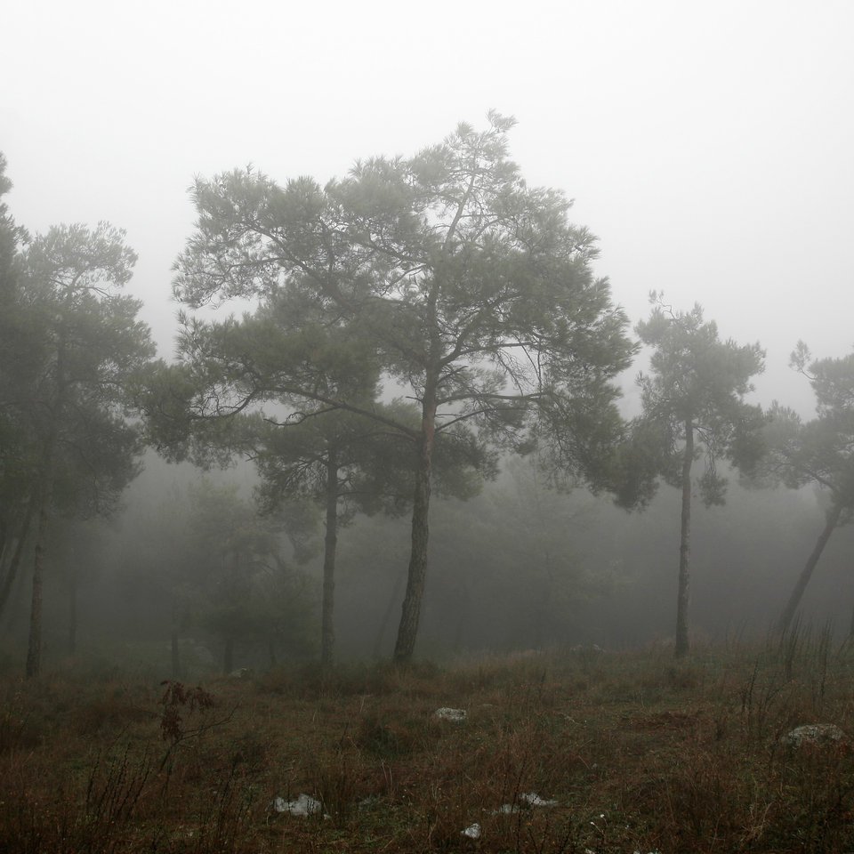 Η άγρια ομορφιά της Θεσσαλονίκης μέσα στην ομίχλη που τύλιξε την πόλη από το πρωί [εικόνες] | iefimerida.gr 4