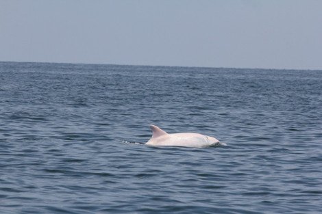 Εντοπίστηκε δελφίνι - αλμπίνο στην Αδριατική [εικόνες] | iefimerida.gr 5