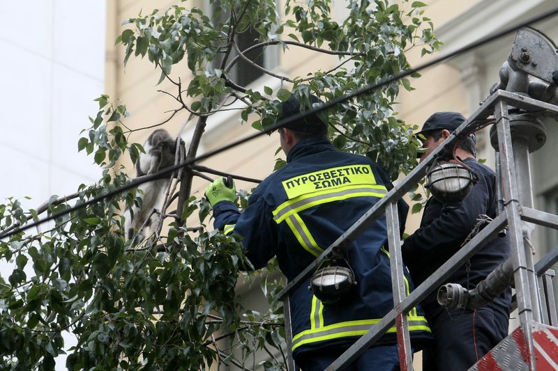 Επιχείρηση της Πυροσβεστικής για απεγκλωβισμό γάτας από δέντρο στη Σταδίου