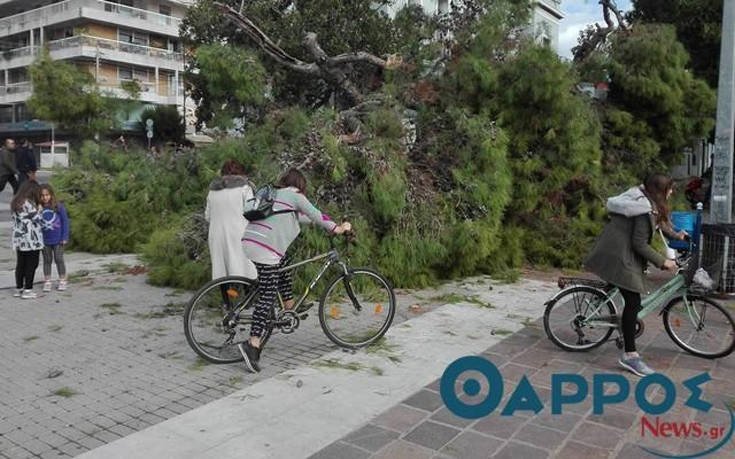Ξεριζώθηκε υπεραιωνόβιο δέντρο στο λιμάνι της Καλαμάτας [εικόνες] | iefimerida.gr 1