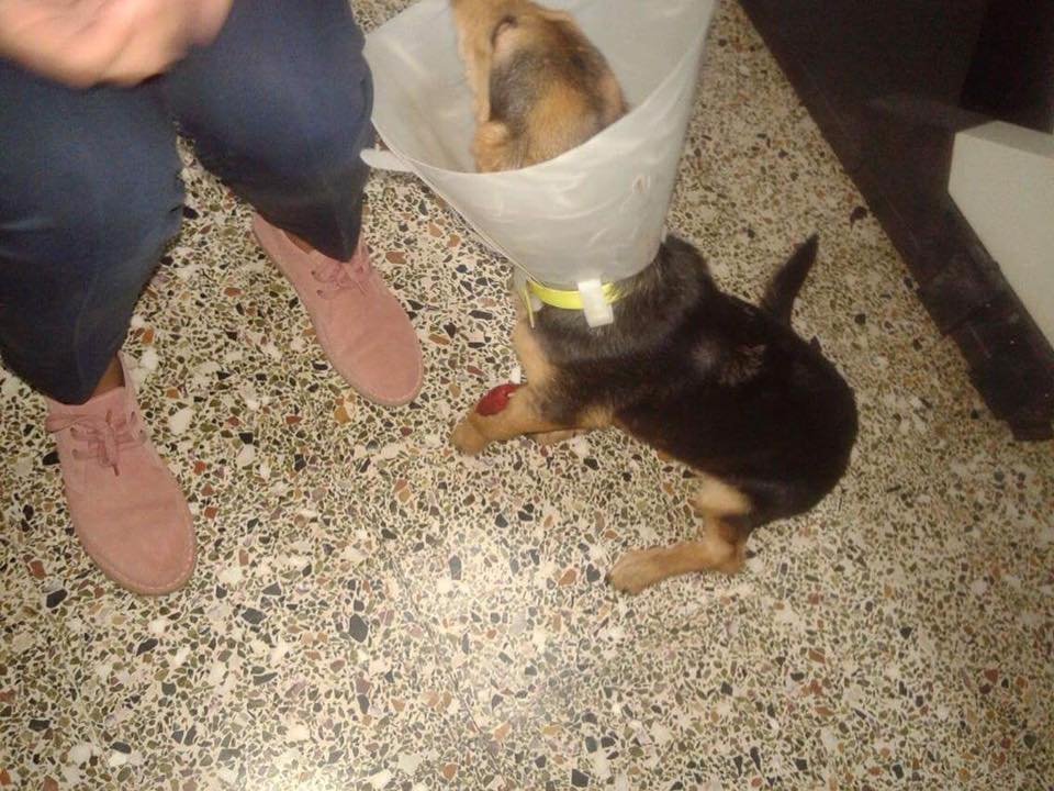 Φρίκη στην Πάτρα: Εδεσαν σκυλάκι με σύρμα στο λαιμό και το παράτησαν [εικόνες] | iefimerida.gr 0