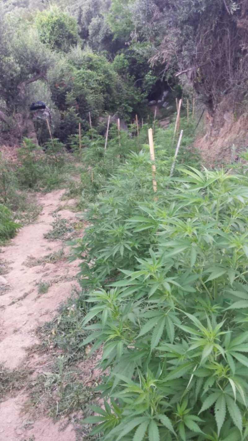 Ρέθυμνο: Eίχαν φυτέψει 531 δενδρύλλια Κάνναβης -Συνελήφθησαν 4 άτομα [εικόνες] | iefimerida.gr 2