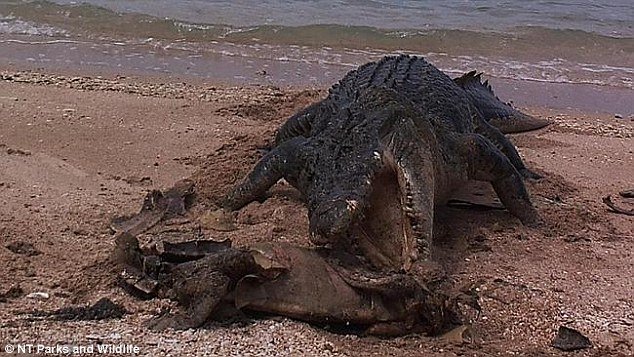 Καρέ-καρέ: Κροκόδειλος καταβροχθίζει γιγάντια χελώνα στην Αυστραλία [εικόνες] | iefimerida.gr 0