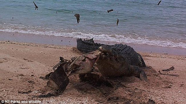 Καρέ-καρέ: Κροκόδειλος καταβροχθίζει γιγάντια χελώνα στην Αυστραλία [εικόνες] | iefimerida.gr 1