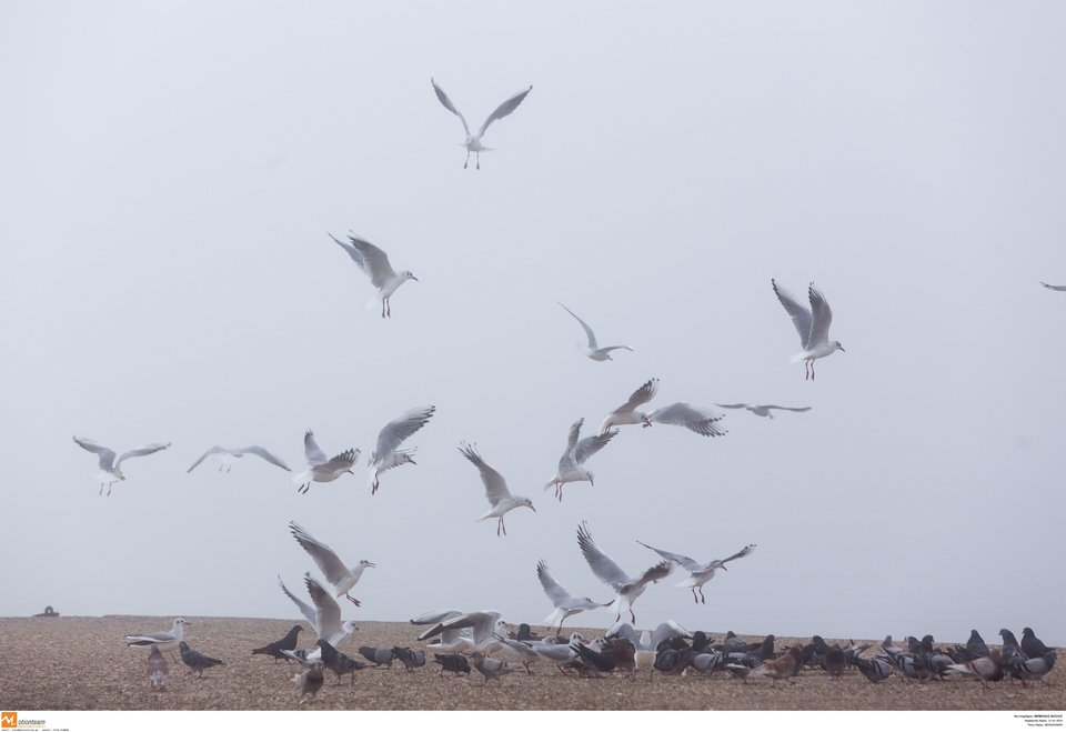«Αγγελοπουλικό» τοπίο στην ομίχλη η παραλία Θεσσαλονίκης [εντυπωσιακές εικόνες] | iefimerida.gr 6